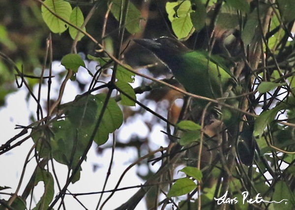 Brown-throated Barbet